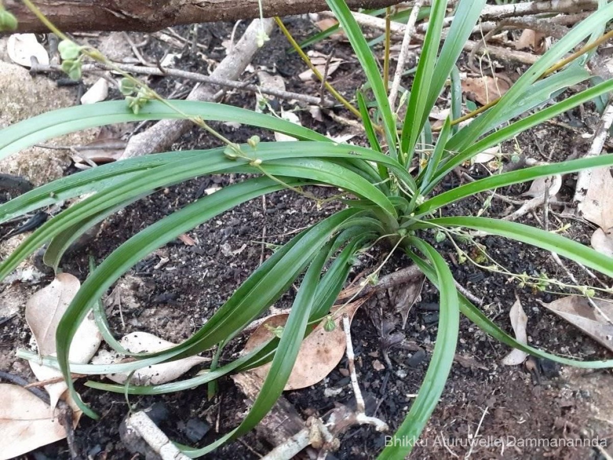 Chlorophytum laxum R.Br.